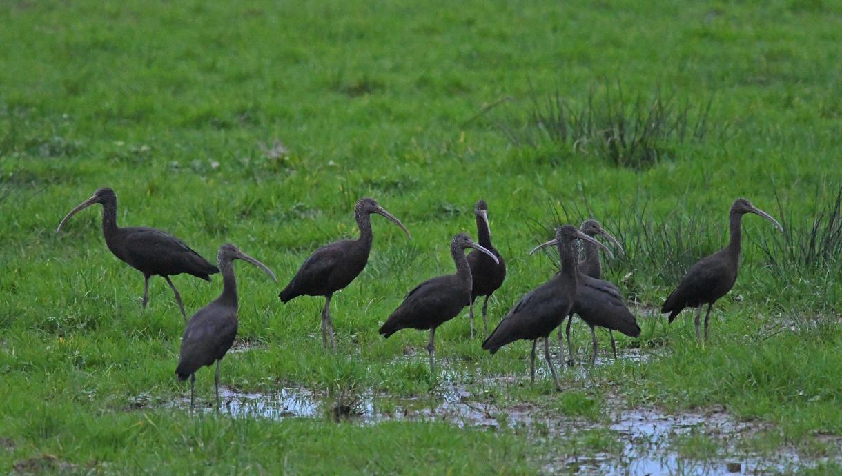 PACCo LORP Glossy Ibis Chris Townend
