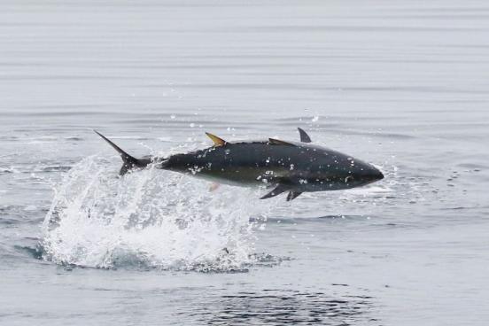 Bluefin Tuna web