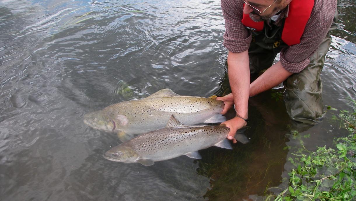 sea trout being released by the GWCTs William Beaumont c. GWCT