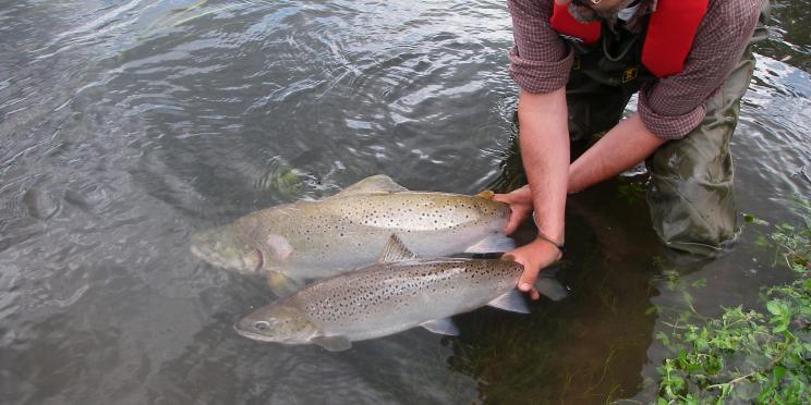 sea trout being released by the GWCTs William Beaumont c. GWCT