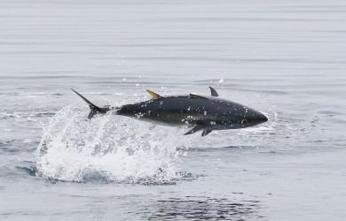 Bluefin Tuna web